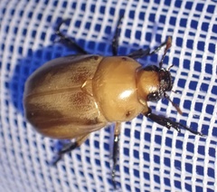 Scarabaeidae