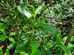 Pavetta gardeniifolia