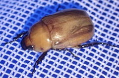 Scarabaeidae