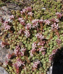 Sedum melanantherum