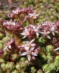 Sedum melanantherum