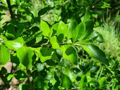 Vangueria macrocalyx