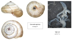 Cernuella aginnica