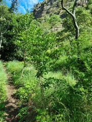 Vangueria macrocalyx