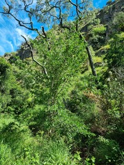 Vangueria macrocalyx
