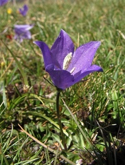 Campanula herminii