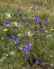 Campanula herminii