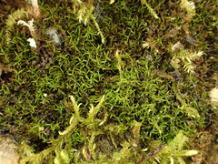 Gymnostomum aeruginosum