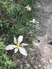 Iris fernaldii