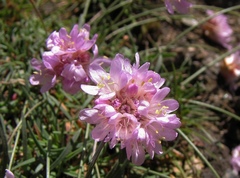 Armeria splendens