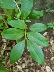 Canthium suberosum