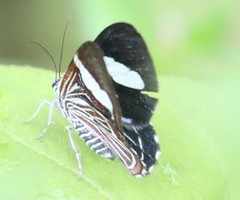 Erateina siliquata