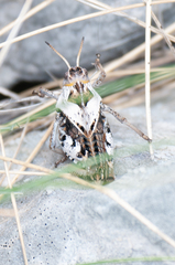 Prionotropis hystrix