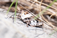 Prionotropis hystrix