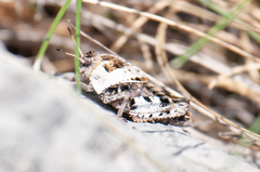 Prionotropis hystrix