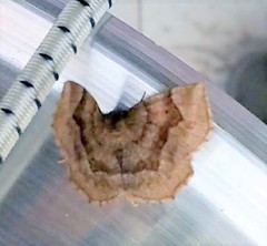 Metarranthis hypochraria