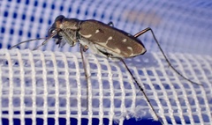 Myriochila melancholica