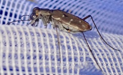 Myriochila melancholica