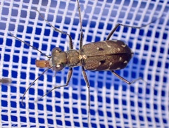 Myriochila melancholica