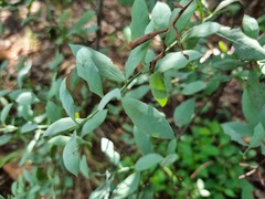 Osyris lanceolata