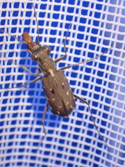 Myriochila melancholica