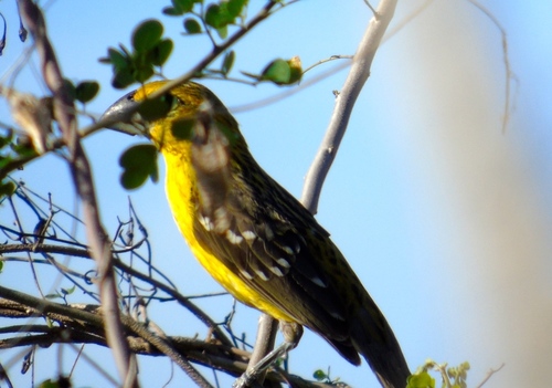 Yellow Grosbeak