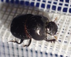 Scarabaeinae