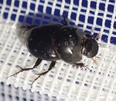 Scarabaeinae