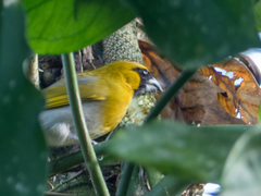 Caryothraustes poliogaster