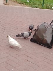 Columba livia