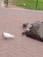 Columba livia