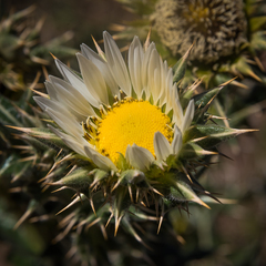 Berkheya cirsiifolia