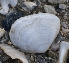 Austromacoma constricta