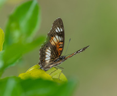 Junonia sophia