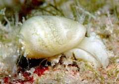 Ascobulla