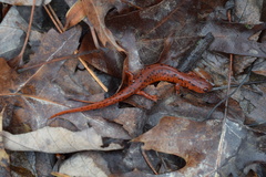 Pseudotriton montanus