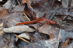 Pseudotriton montanus