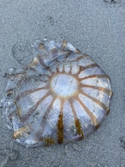 Chrysaora melanaster