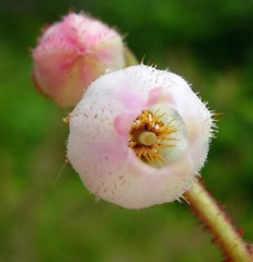 Gaultheria shallon
