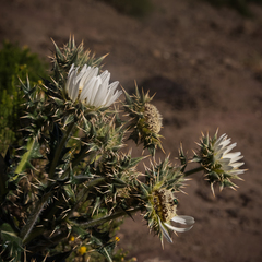 Berkheya cirsiifolia