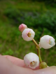 Gaultheria shallon