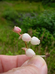 Gaultheria shallon