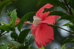 Hesperocharis