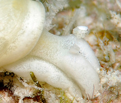 Ascobulla