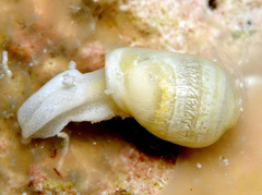 Ascobulla