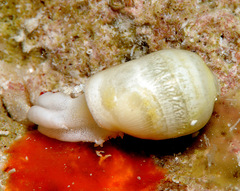 Ascobulla