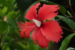 Hesperocharis