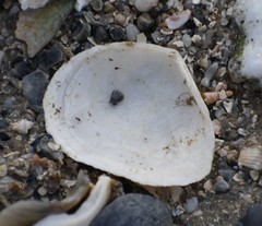 Austromacoma constricta