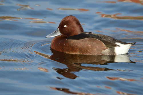 Ferruginous Duck