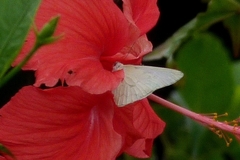 Hesperocharis